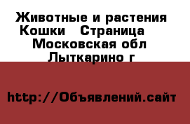 Животные и растения Кошки - Страница 3 . Московская обл.,Лыткарино г.